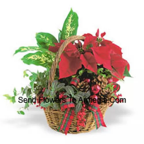 This long-lasting holiday planter features an assortment of hearty indoor green plants combined with a festive mini poinsettia and trimmed with pine cones and accents. (Please Note That We Reserve The Right To Substitute Any Product With A Suitable Product Of Equal Value In Case Of Non-Availability Of A Certain Product)