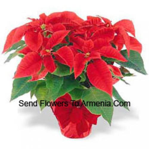 Beautiful Red Poinsettias