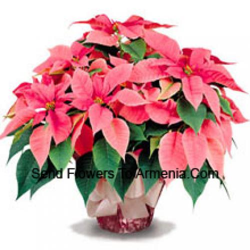 Elegant Poinsettias with Leaves