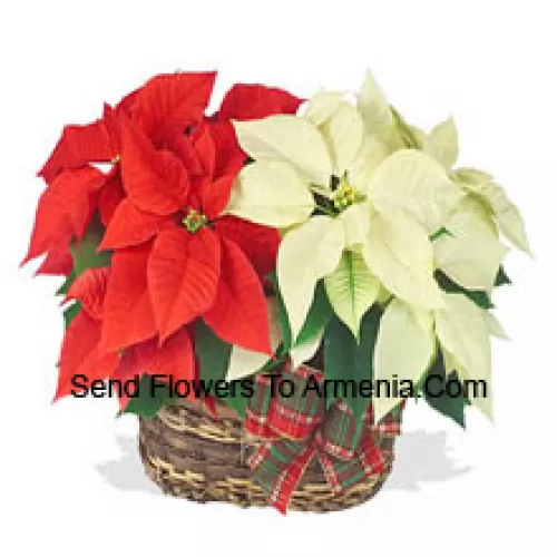 Two colorful, long-lasting poinsettias combined in a basket for a stylish holiday gift! One is red, and the other is white, pink, or another popular color. (Please Note That We Reserve The Right To Substitute Any Product With A Suitable Product Of Equal Value In Case Of Non-Availability Of A Certain Product)